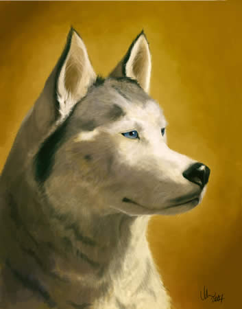 Regal Siberian Husky