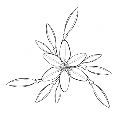 Daylily Outline – @studiochris